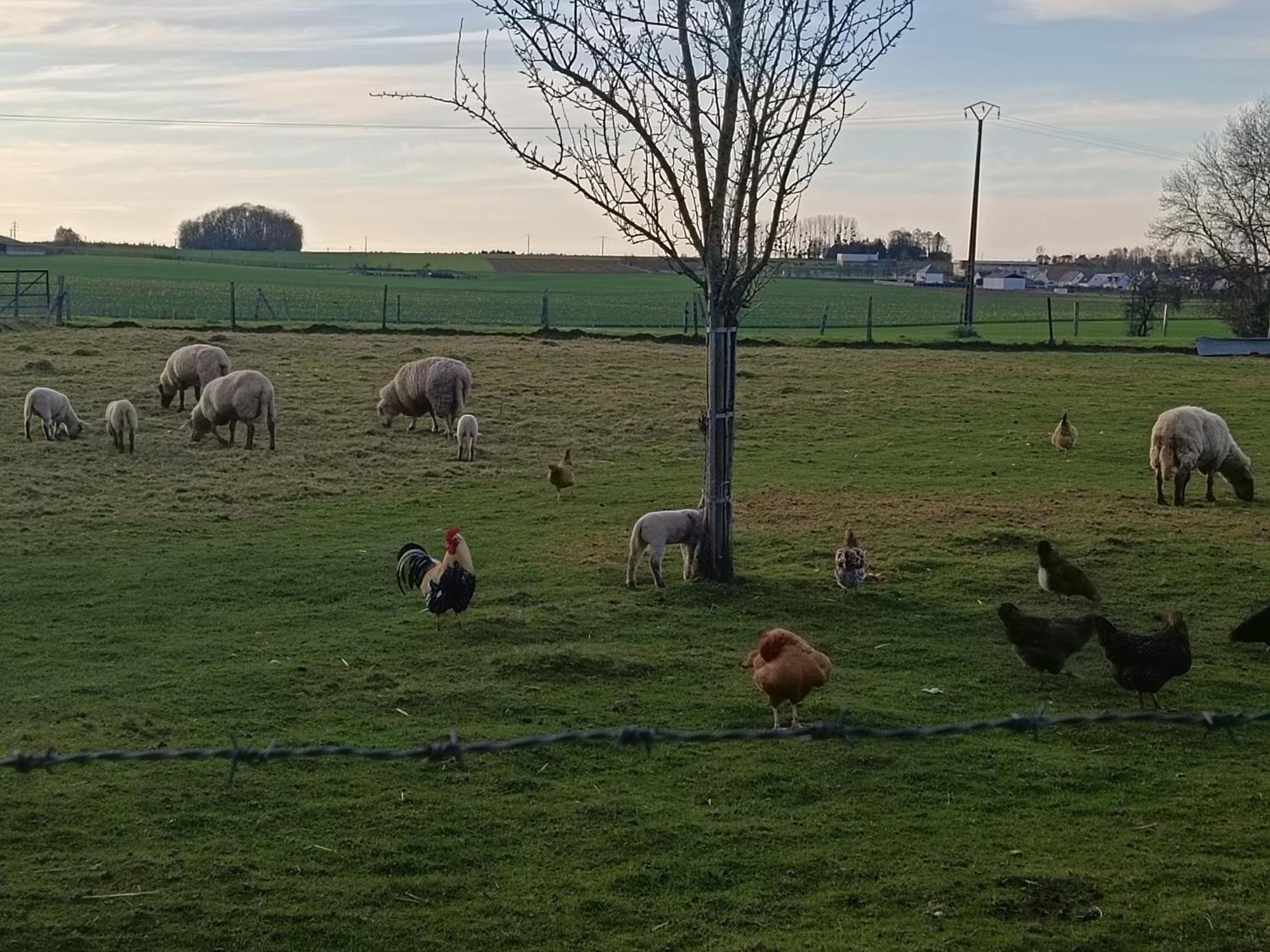Gite Des 3 Marcassins Preaux Bagian luar foto